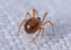 Steatoda sp.